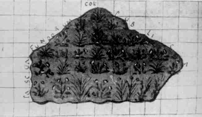 Arp pascua p.JPG